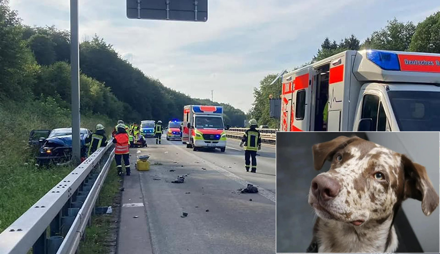 Nach Unfall auf der Autobahn wird Hund "Sam" vermisst