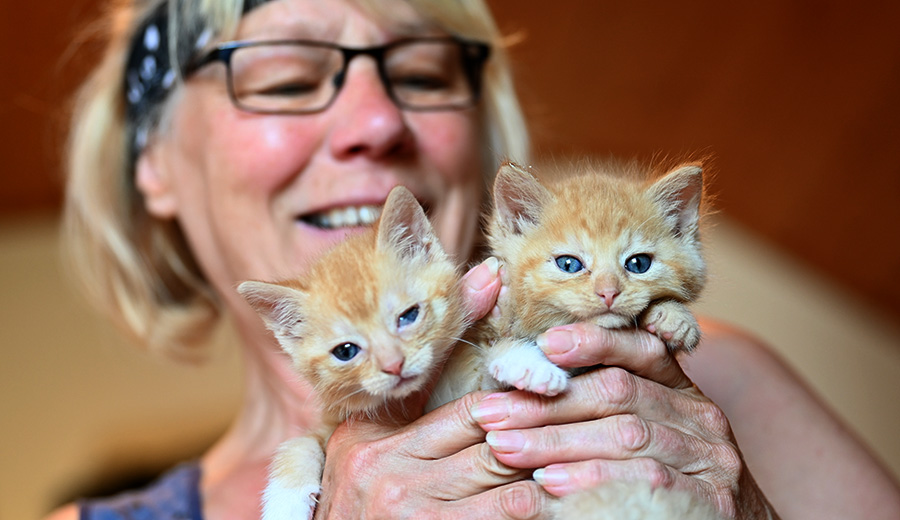 22 08 04 Katzen