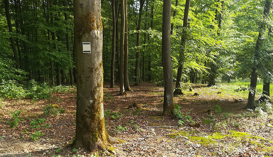 Alchen soll einen Bestattungswald erhalten