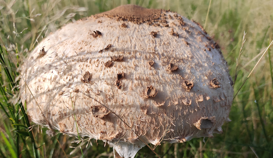 Pilzwanderung auf der Trupbacher Heide
