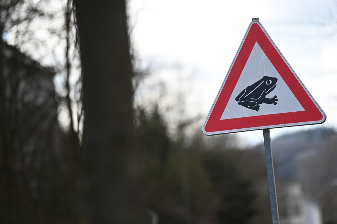Kröte und Co. sind schon wieder &quot;auf Achse&quot; - Retter gesucht