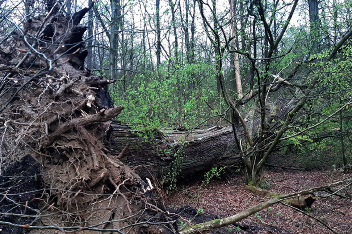 Bäreneiche in Niederholzklau fällt dem Unwetter zum Opfer