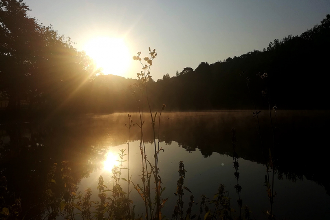 Landesamt kartiert bis Oktober Biotope im Stadtgebiet