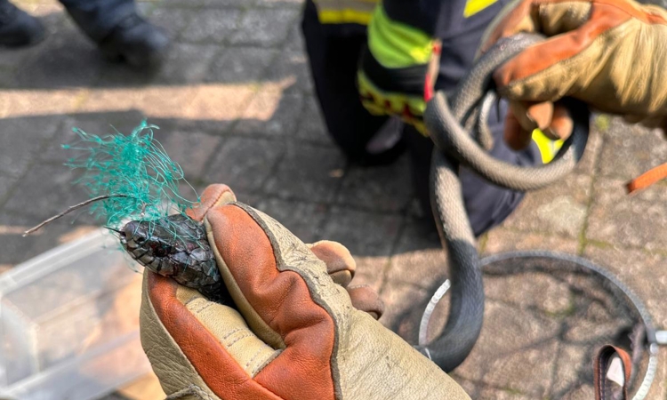 Tierischer Einsatz in Alchen: Verirrte Schlange war schnell befreit