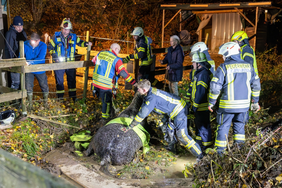 Pferderettung mit Happy End - &quot;Gianna&quot; blieb im Matsch stecken