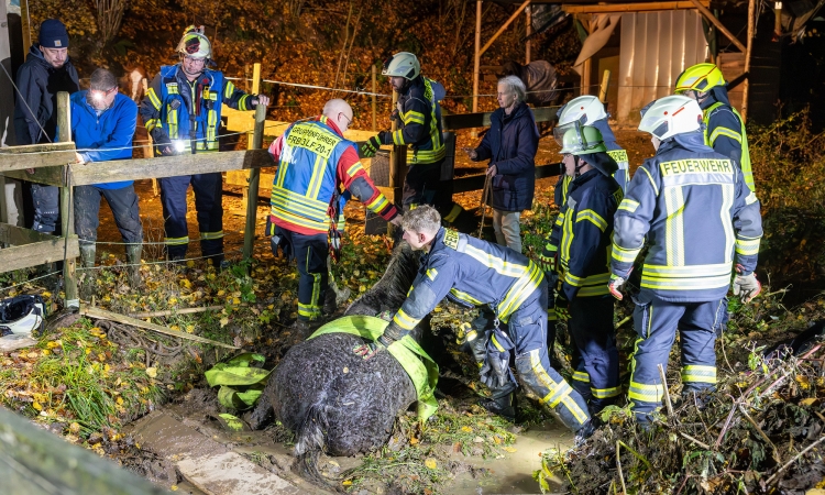 Pferderettung mit Happy End - 