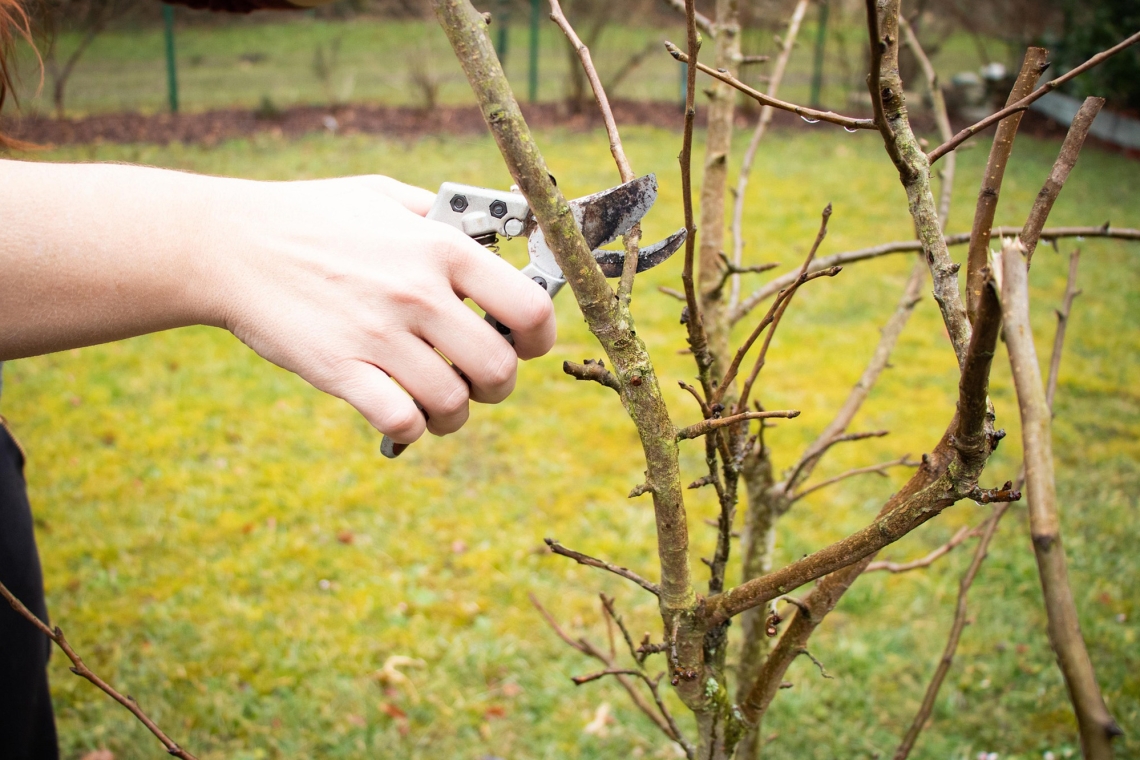 Workshop mit Friedhelm Geldsetzer: Erziehungsschnitt bei Obstbäumen