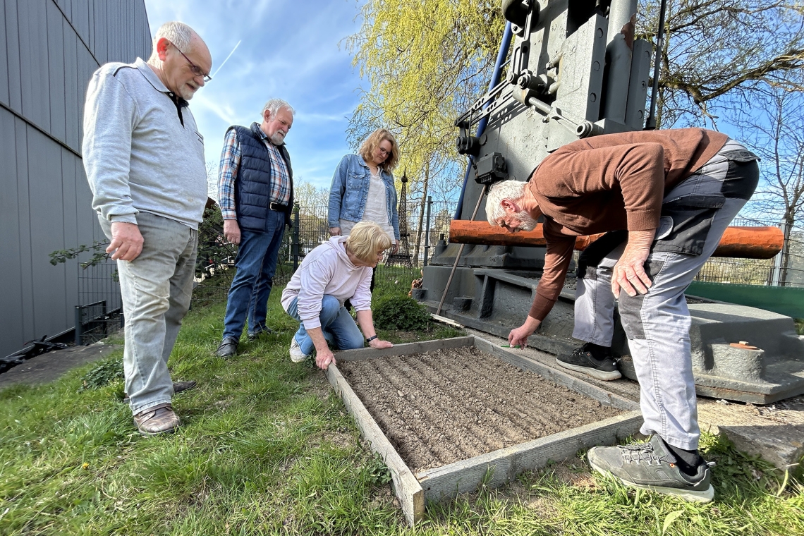 Vom Feld zum Kleiderbügel: Am Technikmuseum wächst jetzt Flachs