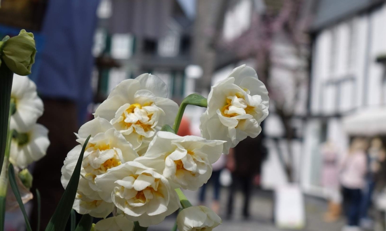 Freudenberger Frühling lockt wieder mit breitem Angebot