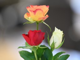 25-08-26_ehrung_02